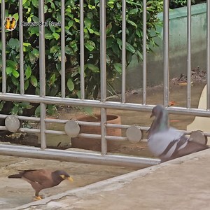 18K views · 453 reactions | Common myna Bird Have a special meal to eat | Review Bird Nest | Facebook