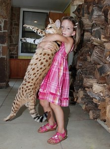 Savannah Cat Magic - The Tallest Cat In The World (12 pics   video)