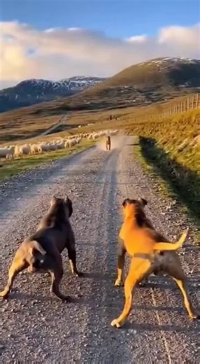 Trending Viral Video with 1 Million Views