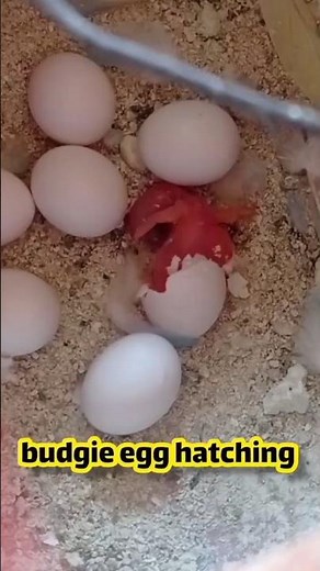 "budgie Beginnings: The Hatching of a Budgie Egg" #birds #budgies #pets