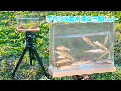 自作お魚観察&撮影ケース😊初めて水槽自作! Acrylic tank for the first time