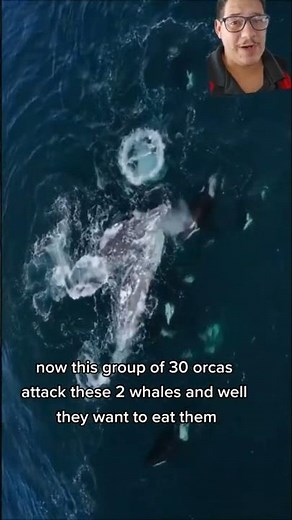 Orcas love eating whale tongues