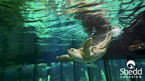 23K views · 600 reactions | Happy World Sea Turtle Day! Green sea turtle Nickel has quite a story, one that's inspired countless visitors since her arrival to Shedd in 2003. In 1998, she was found in Florida, injured from an accident with a boat propeller that left her with buoyancy problems. Five years later, she came to Shedd's Caribbean Reef, where she swims in a characteristic rump-up fashion, serving as a powerful animal ambassador for her species! | Shedd Aquarium | Facebook