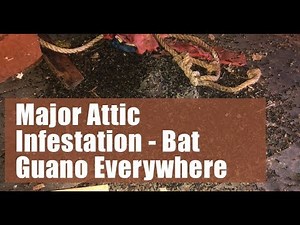 See Massive Piles of Bat Guano - Bat Removal from Attic