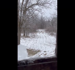 Bobcat Takes a Stroll With Two Bucks Trailing Behind