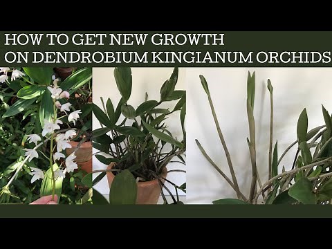 How to get new growth on Dendrobium kingianum orchids to maximise flowering.
