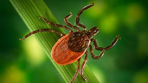 Why this tick season may be bad – and how to protect yourself