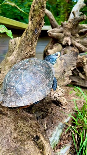 Big Blue is a GIANT Box Turtle! 😳 The gulf coast box turtle (Terrapene carolina major) is the large_145 | Hendrix McCrae