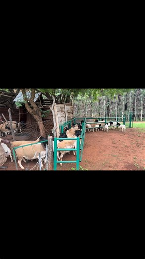 21K views · 330 reactions | Checking our dorper flock here at GA Livestock Trader. Please note these sheep are not for sale but we do sell dorper sheep regularly, 0716051946. | GA Livestock Trader | Facebook