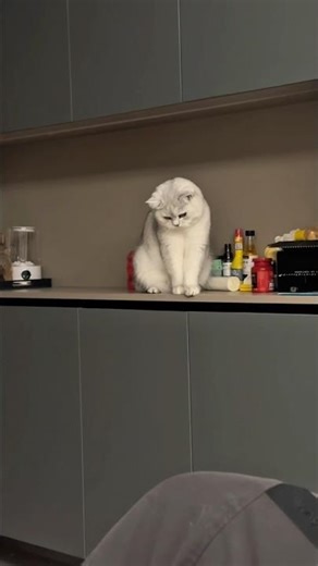 Cat Knocks Items Off Table Twice