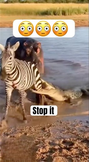 Crocodile Attacks Zebra at River Crossing Caught on Camera#shorts