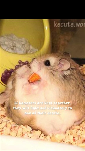 Why hamsters cannot be kept together! #hamsters #hamster #solitary #fight #pets