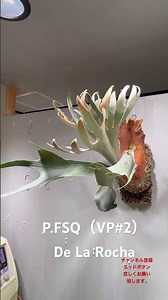 圧巻！見事な胞子葉#P.FSQ (vp#2)'DeLaRocha' #ビカクシダ #P.FSQ (vp#2)'DeLaRocha' #ビカクを楽しむ暮らし # 観葉植物#チャンネル登録お願いします