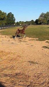 1.5K views · 67K reactions | Garth’s first day out after his reserve world championship debut! I’m so proud of this baby! Roselane’s Dancing for Dollars x Glamorous Nuts #breedingprogram #grateful #blessed #homebred @melissamoore27 @emmamcaruso @glamorousnuts | Sunrise Stables | Facebook