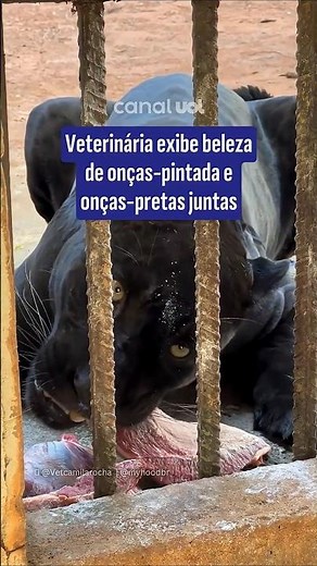 Veterinarian shows the beauty of jaguars and black panthers together