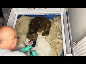 Cocker Spaniel whelping and the process i use to safely deliver my first pup regardless of breed.