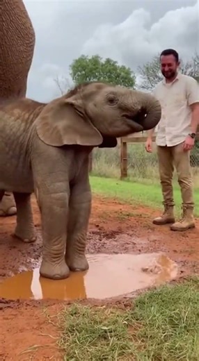 The Muddy Puddle Splash