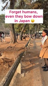 Yesterday, I Visited Nara, Japan, and was amazed to see the famous deer bowing down! 🦌 Such a surprising and heartwarming gesture. Did you know why they do it? Over time, these clever deer have learned to bow to humans as a way to ask for shika senbei (deer crackers). It’s their unique way of communicating—and it even mirrors Japanese bowing customs! Truly a one-of-a-kind experience. 🌸 | Fit Bharat
