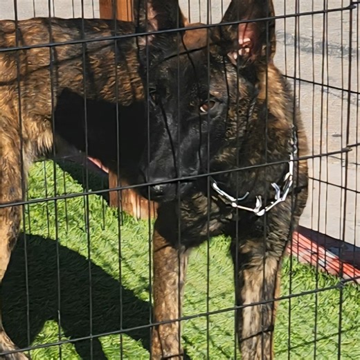 The Doggy Dojo on Instagram: "Available for adoption. Discover the Dutch Shepherd in just 40 seconds — 5 fast facts packed into one quick video! Learn about this intelligent, loyal working dog: breed history, coat types (brindle short, long, and rough), high energy & exercise needs, exceptional trainability for police and agility, and ideal homes for active owners. Perfect for dog lovers, potential adopters, and anyone curious about Dutch Shepherd characteristics and care. #DutchShepherd #DogFac