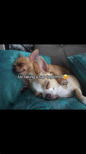Cute Couples Napping Together