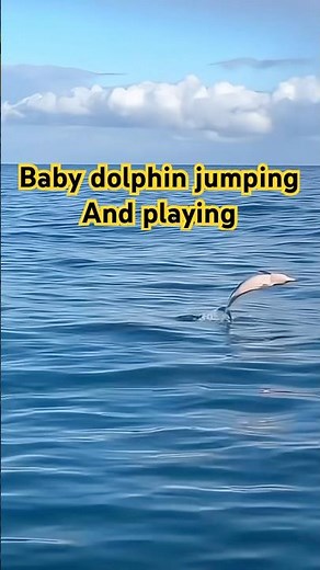 Baby Dolphin Playing While Jumping Out of the Water | Cute Ocean Moment