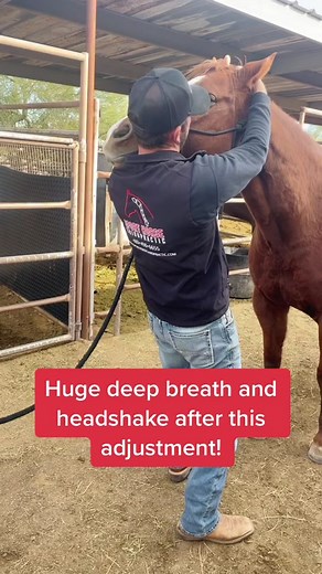 Love seeing these big signs of relief after an #adjustment! #horse #chiropractor #chiropractic #horses #horsesofinstagram @ariatinternational @boot_barn_official @shopperssupply @tractorsupply