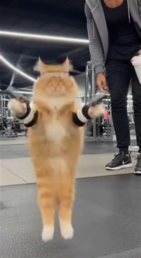 super workout #funny #minicamera #shortvideos #cat #animals #viralvideos #cute #pets