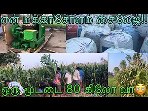 How to make silage for goats | Uses of silage in Goat farm | Best green fodder for farming |