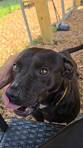 🎉MUDDLE RESCUED BY HSNEGA🎉 I promise to say "Good Night" and stare into your eyes 👀 EVERY single night for rest of our lives together.🩷🥹 Four year old Muddle at Hall County Animal Services connects instantly with anyone who shows her even the smallest amount of love. She craves human connection, but not in a needy way.🩷🩷 Muddle waits quietly 🤫 in her kennel for her turn to go outside. She shows her appreciation with a happy 😊 smile and friendly tail wag. You should see how 🥰HAPPY🥰 she