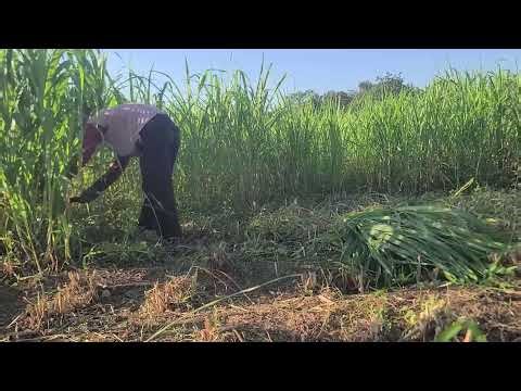 Techniques for Cutting Tall Grass Using Sharp Tools — Agriculture Farming