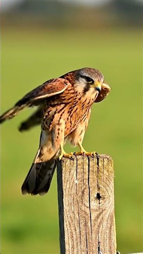 Kestrel Hovering Hunt — Real Life Observation