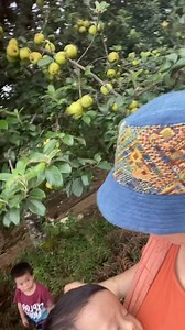 Những cây táo mèo đã vào mùa chín rộ, vàng ươm, thơm nức. Tuy nhiên năm nay táo mất mùa nên sản lượng ít quá... #1941mfarm #taomeo | Cô Hặn Về Rừng