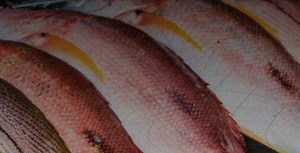 METAL DETECTION OR X-RAY EQUIPMENT: WHEN TO CHOOSE X-RAY INSPECTION