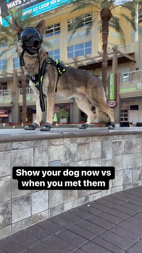 He’s grown so much over this time 🥹 ⛧ #cardiacalertdog #servicedog #workingdog #wlgsd #germanshepherd #dogtraining #ambulatorywheelchairuser #mcas #eds #pots | Demon.Dog.Duo
