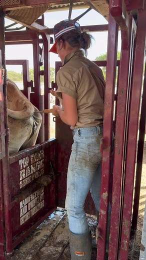 Post malone getting us through a days work #work #cattlestation #womeninag