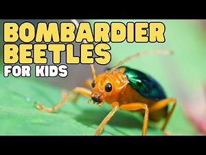 Bombardier Beetles for Kids | Learn about these stinky bugs - Videos For Kids
