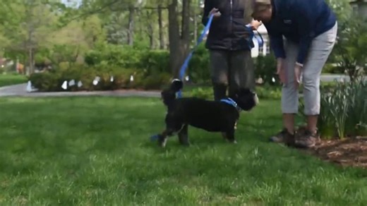 Invisible Fence TV Spot, 'More Than a Fence'