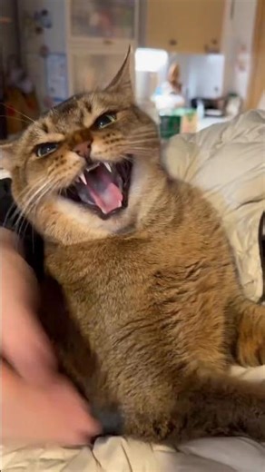 Angry Cat Alert! You Won’t Stop Laughing 😾😂