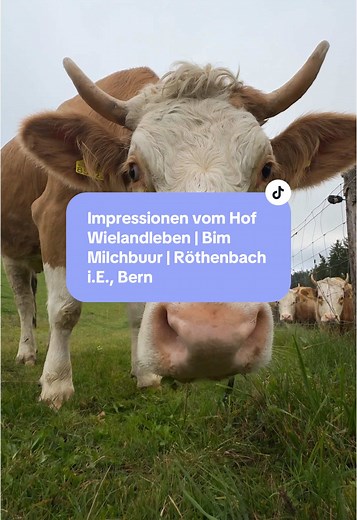 🌿 Eindrücke vom Hof Wielandleben im Emmental: Tiere, Natur und Felder – ein Ort voller Leben und Vielfalt. 🐄🐑 #HofWielandleben #NaturErleben #TiereUndNatur #Emmental #BioHof