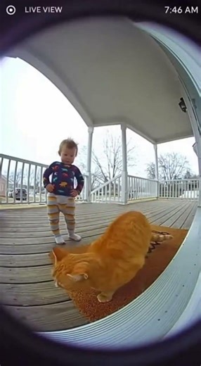 Ring Doorbell Catches Tiny Boss Scolding Cat at 7AM - Parent Can't Stop Laughing 😹