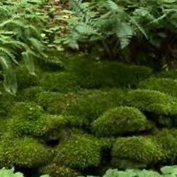 How to Cultivate Moss