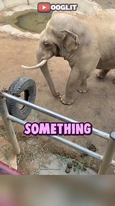 Elephant Saves the Day at the Zoo! #reelsviral #shortsvideo #shortsoftheusa #shortsviralfb #fbpage #fbreels #fbviralvideo #shortoftheday #elephantviralvideo | Stories of Light