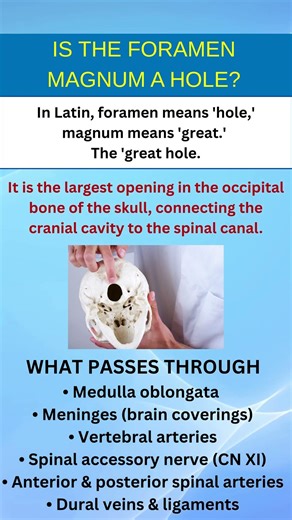 Is the Foramen Magnum a hole?