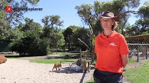 At Explore Tours Perth we visit some amazing Perth sightseeing destinations, but where we visit is not as key as who takes you there... We call our Tour Guides "Chief Explorers" because they aren't just ordinary Tour Guides. In addition to being knowledgable, friendly and passionate about Perth and WA, they also need to have lived here for at least 10 years. Most of them were born and bred here. This means they have stories, tales and most importantly first-hand experiences to share with our gue