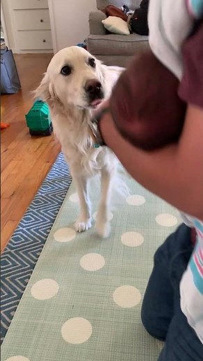 Dog Meets Baby Human for the First Time - 1335361