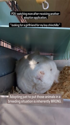 Animals from rescues should never be used for breeding and YES, just housing a male and female together IS breeding them. Nature will do what it does, and they will eventually reproduce. Our animals come from neglect, abuse, or were purchased as pets or from petstores by their original owners. They're not animals meant to be bred, so don't do it and add to the problem. Your boy, can have a buddy. Your girl, can have a bestie. They don't have to be the opposite sex. Spaying and neutering small ro