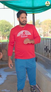 Small cow dairy farm daily routine work schedule #dairyfarm #dairyfarming #hfcow | Innovative Farmers