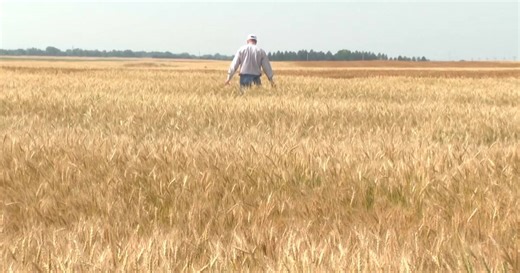 Wait til you see what farmer planted to celebrate 20th wedding anniversary: 'That's farmer love'