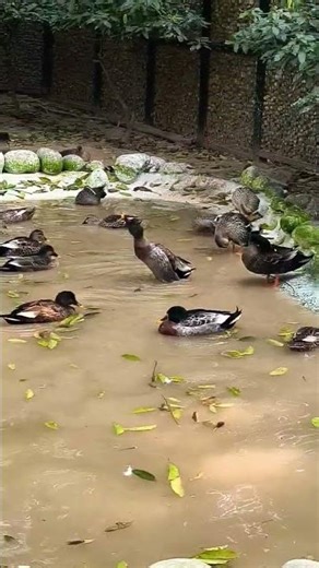 Birds in water🐦🌍 #parrot #parrottalking #waterbirds #bathing #zoo #mohali #punjabshorts #viralvideo