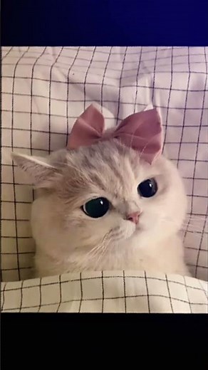 ihh gemess banget sii😚😆 #cat #imut #lewatberanda #harusberanda #cute #kucing #cutecat #kucinglucu